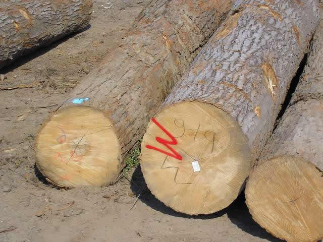 ����ԭľ--���ô��ľ��Ԕ����B