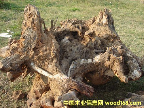 �t��֭b��Ԕ����B