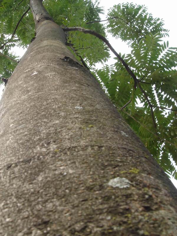 �t�����㴻��toona)�ذ�ġ�Ҏ��ĵ�Ԕ����B