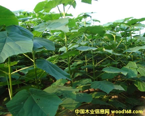 �c���鿴��ͩ��Ŵ�DƬ