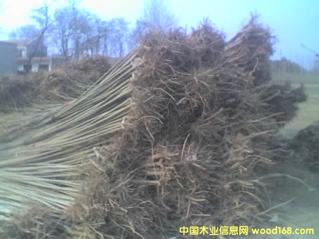 �c���鿴�����Ŵ�DƬ