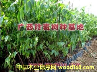 �c���鿴��ľ��D�Ŵ�DƬ