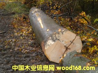 ��ľ �����ĵ�Ԕ����B