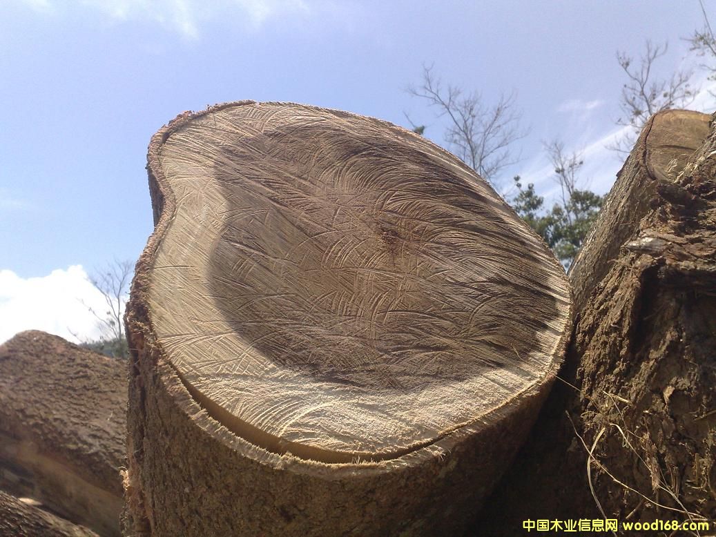 ��˼ľԭľ��acacia