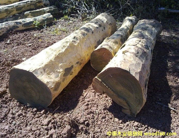 ����͢�G̴��Ƥԭľ