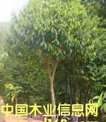 �G����ľ��Ԕ����B