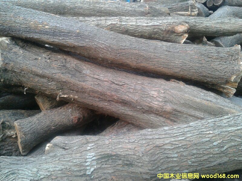 桑樹的詳細介紹