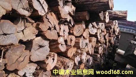 烏木的詳細(xì)介紹