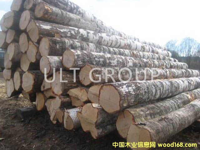 樺木原木的詳細(xì)介紹