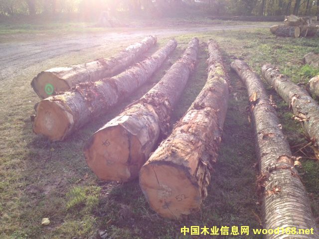 �W�ޙ���ľ��Ԕ����B