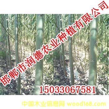 �c���鿴����-(2)�Ŵ�DƬ