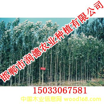 �c���鿴�����Ŵ�DƬ