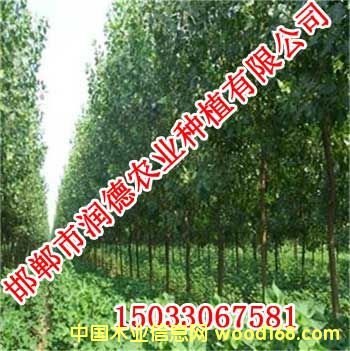 �c���鿴�W����Ŵ�DƬ