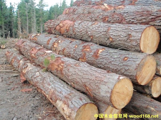 ݗ����ԭľ��Ԕ����B