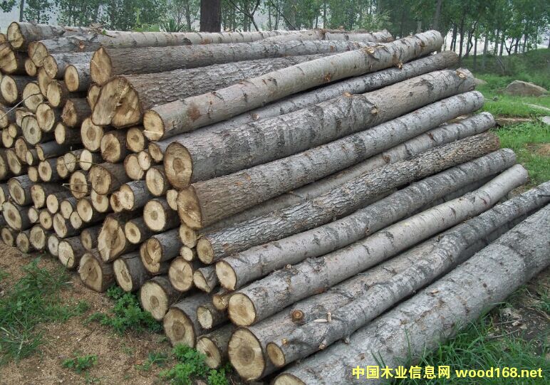 ��ľԭľ���NҎ���Rȫ