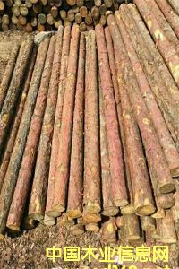 ���~�ə_�l����ľ���ӹ���