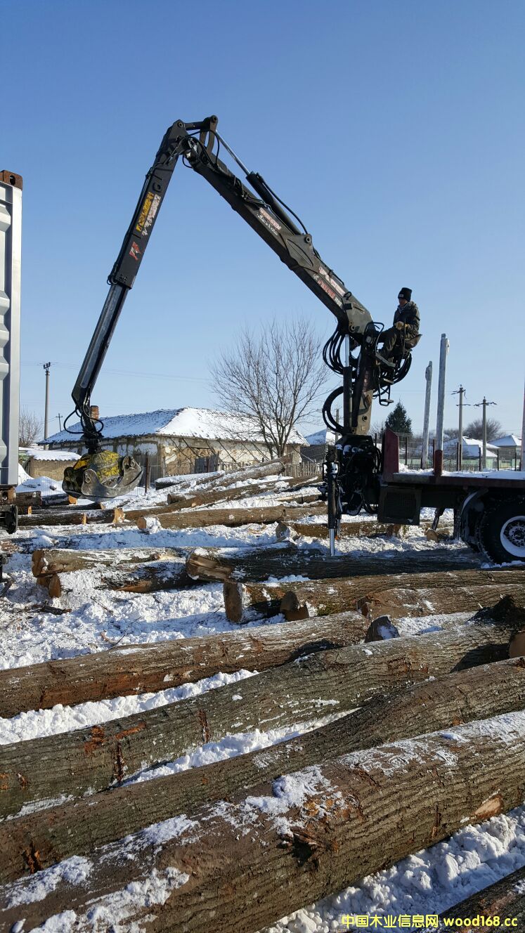 椴木的詳細介紹