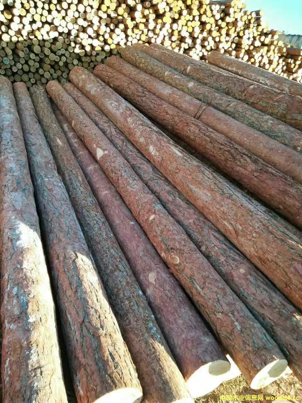 ���_˹���~��ԭľ��Ԕ����B