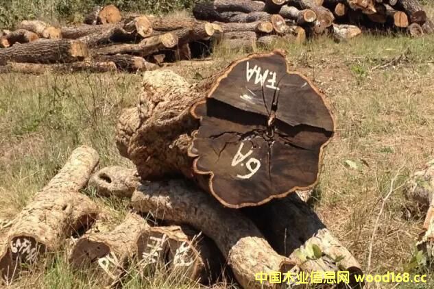 �|�Ǻ��S̴�M��횳�ʾ�Ϸ�CITES�S���C������t��һ���⵽��