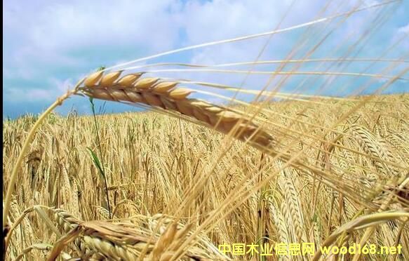 �҇��ն������a�Iǰ��