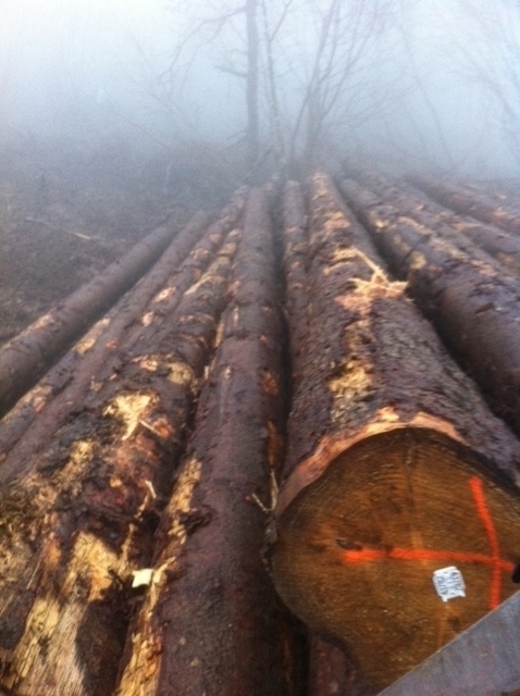 �W����ɼԭľ